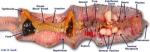 Dissected Earthworm anatomy - See source of picture at the bottom of this article