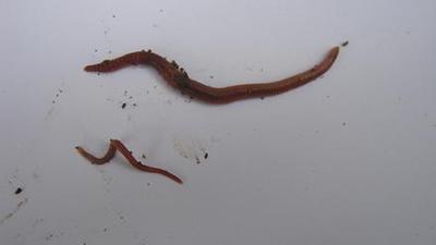 Can different types of worms live in the same worm bin