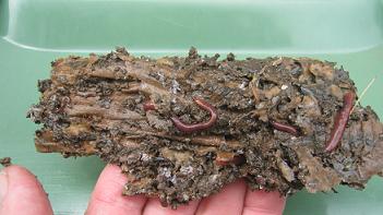 Worm Man's Worm and Crickets Farm. Wax Worm Bedding/Food Quart Size
