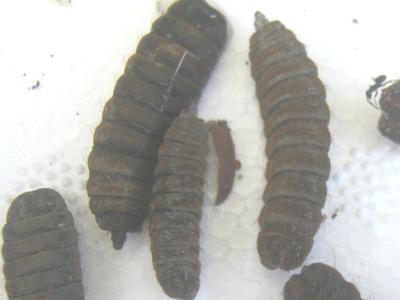 Live Maggots - Screwworm Larvae, Quickly Swarm in a Storage