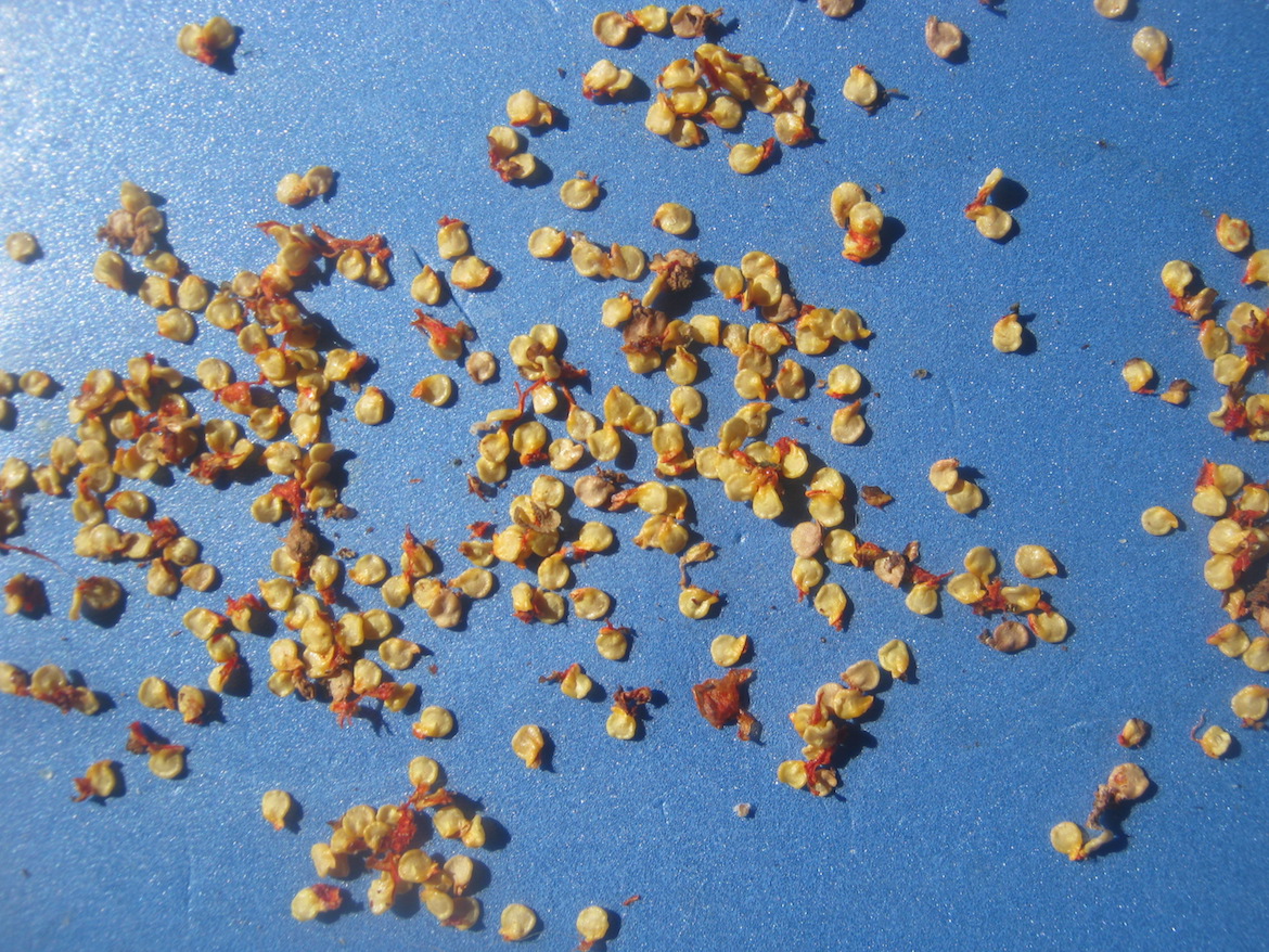 Freshly harvested Carolina Reaper seeds on a blue tray