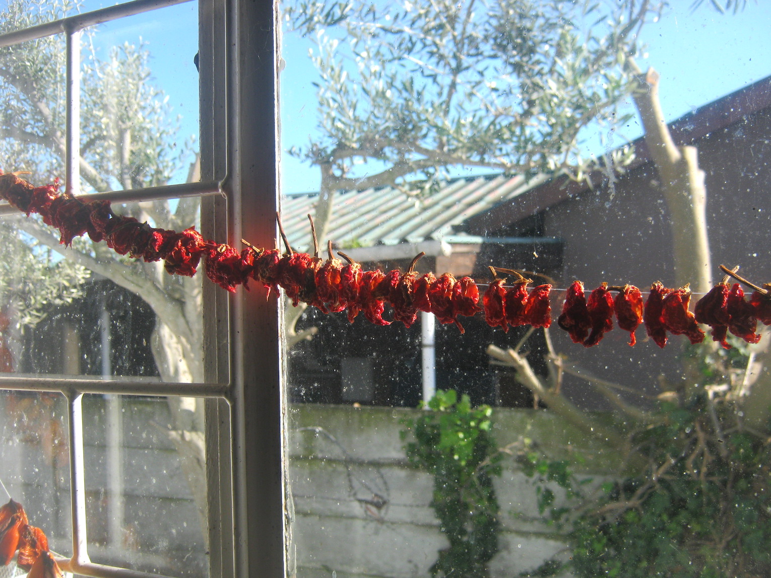 Carolina reaper chilis drying on a fishing line