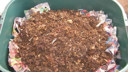 Worms and compost added on top of soaked newspaper strips