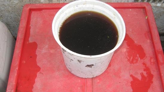 A bucket of fresh worm tea for plant food and natural pest control