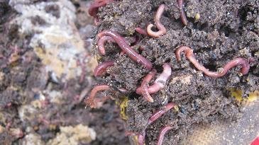 Compost worms at work in a worm bin
