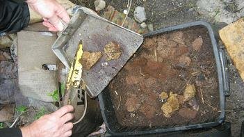 Dog poop added to a worm compost bin (pet poop processor)