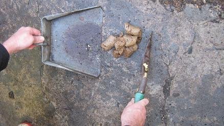 Dog poop being scooped up to recycle it in a worm bin
