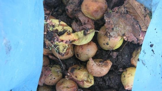 Guava fruit in a worm farm
