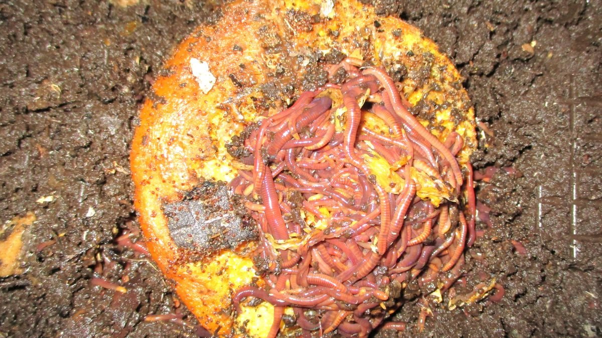 Red composting worms feeding on a pumpkin shell in dark worm compost