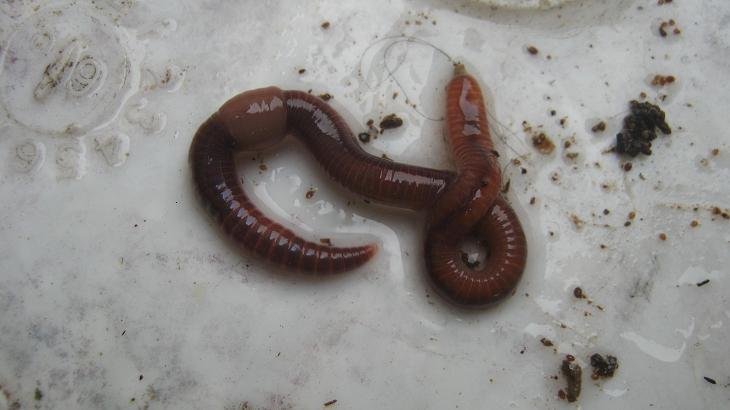 Eisenia fetida, an excellent compost worm