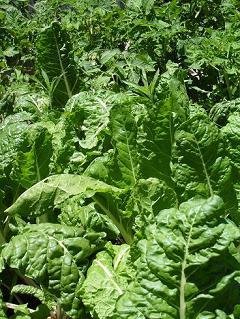 Spinach plants growing in worm-casting-enriched soil