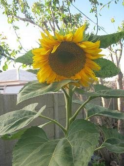 A sunflower in full bloom, grown in worm castings made from dog poop