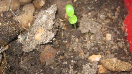 A sunflower seedling sprouting in a dog poop worm bin