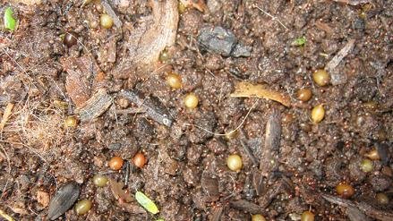 More than 20 worm cocoons in a tiny space in a dog waste worm bin