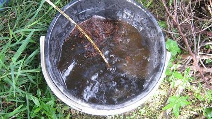 Liquidized worm castings brewing in a bucket with an air pump