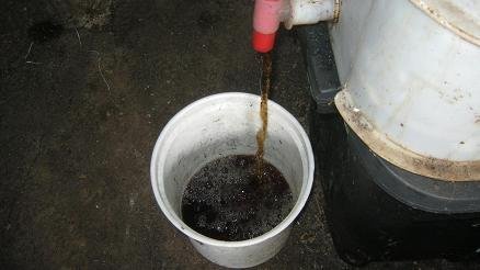 Liquid worm castings flowing from the worm farm tap into a bucket